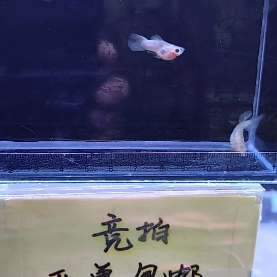 孔雀鱼22粉猫玻璃猫一对