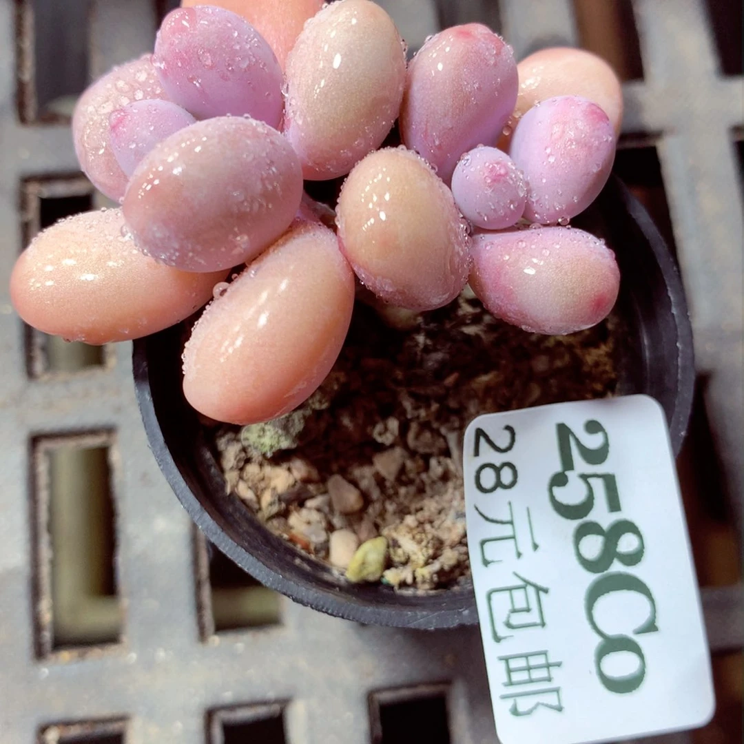 5厘米盆精控多肉258