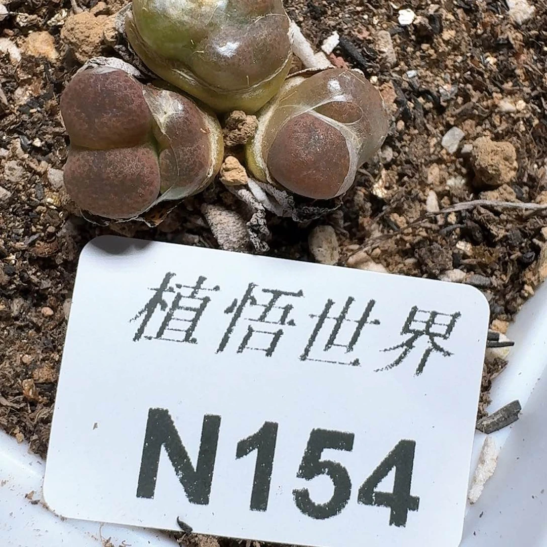 154号多肉植物哇c c