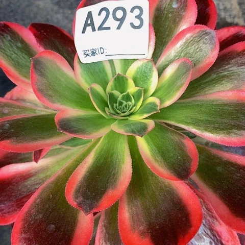 香妃293带土球发货