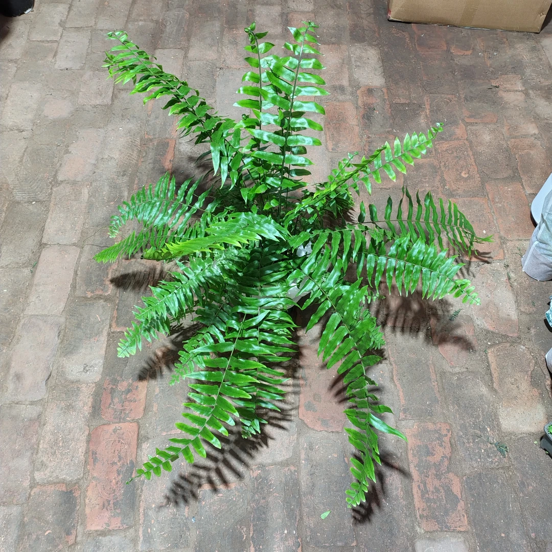 霸王蕨耐阴耐寒耐热四季常青可净化空气的办公室绿植