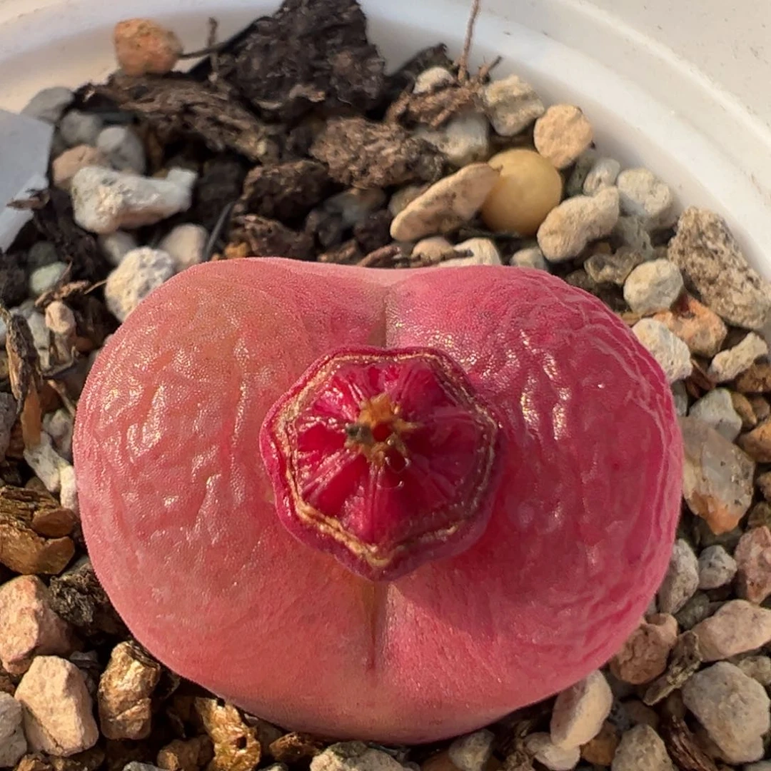 209多肉植物百科知识