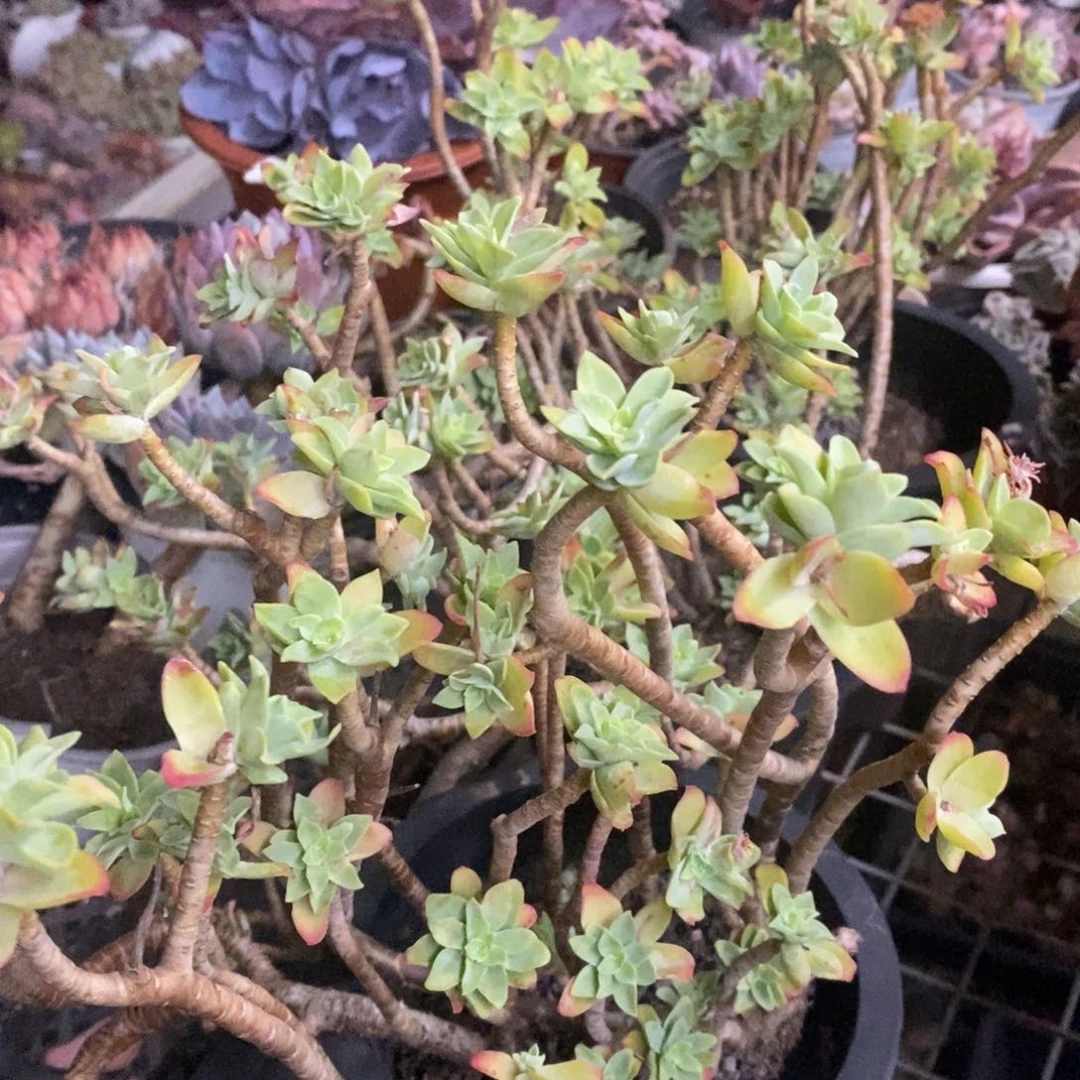 薄化妆大盆整桩两盆