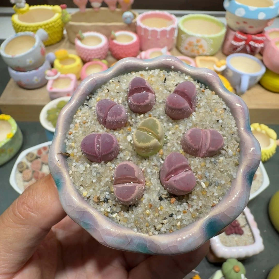 蘑菇246红大内彩拼