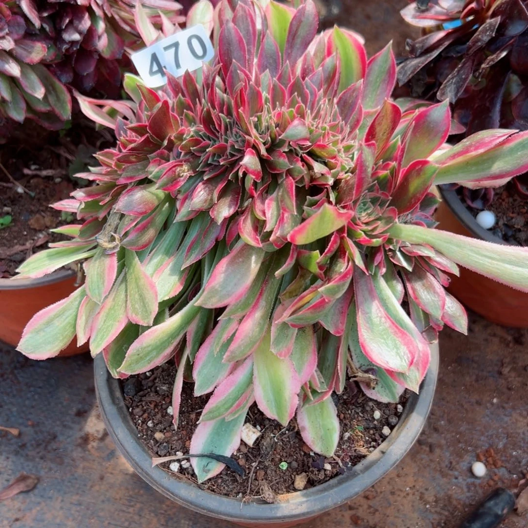 470 号多肉法师植物