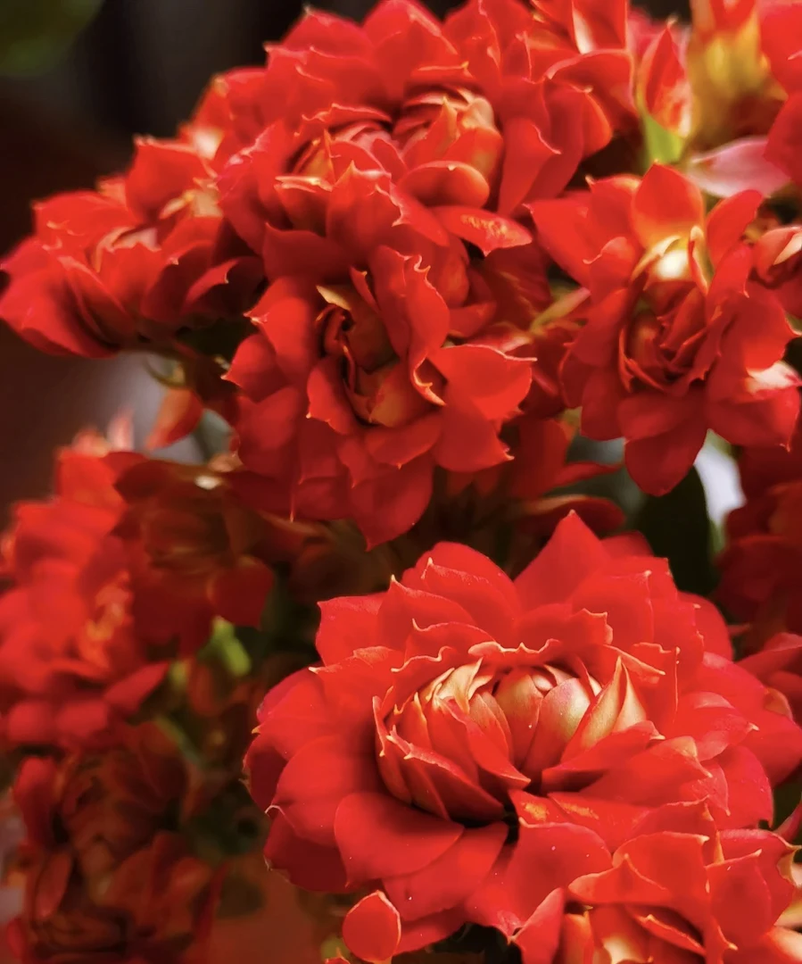 推荐长寿花（武神加姚黄）2盆组合