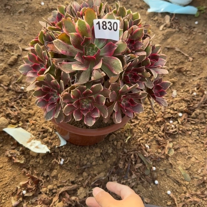 1830浣纱清棚处理不包断枝