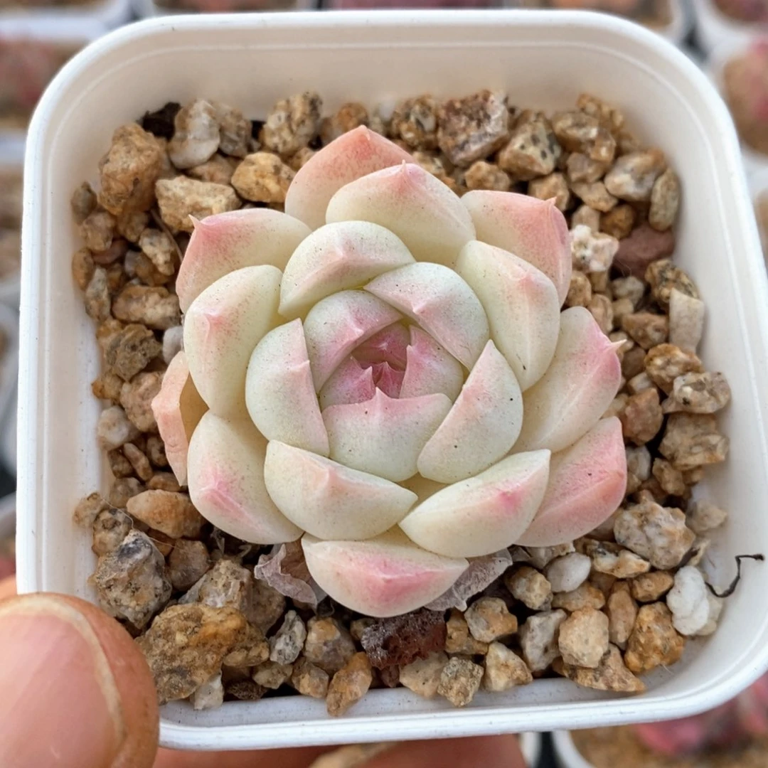 精品多肉一物一拍191