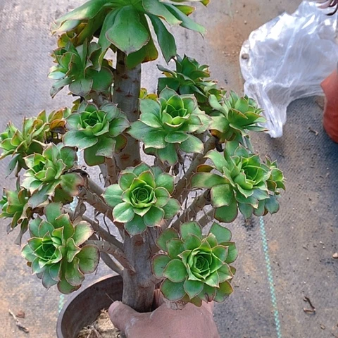 150大叶绿玫瑰多肉植物