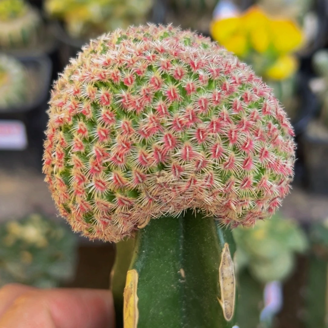 无花朵厚尤红太阳缀化755