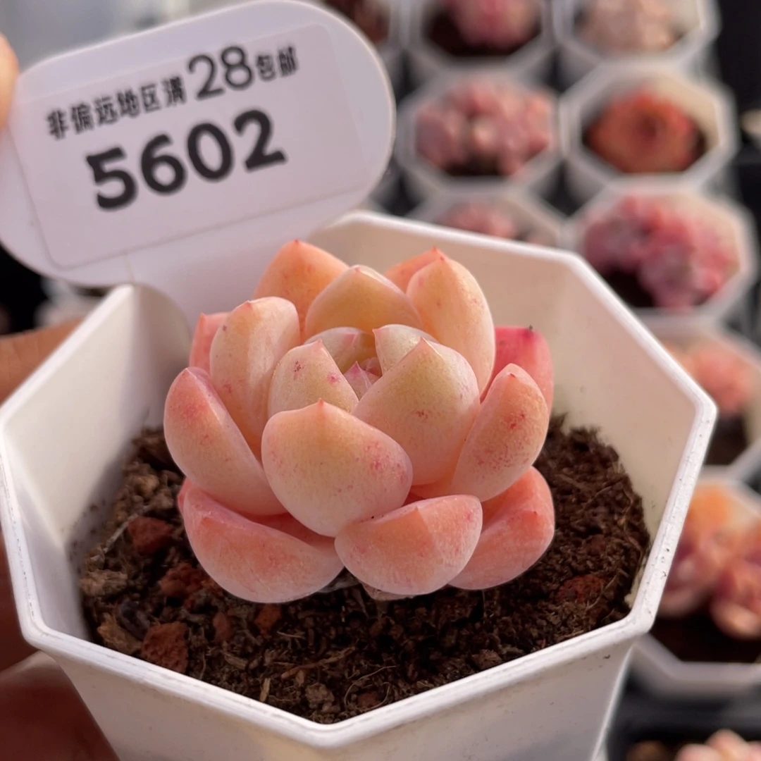 琥珀5602-4.0厘米