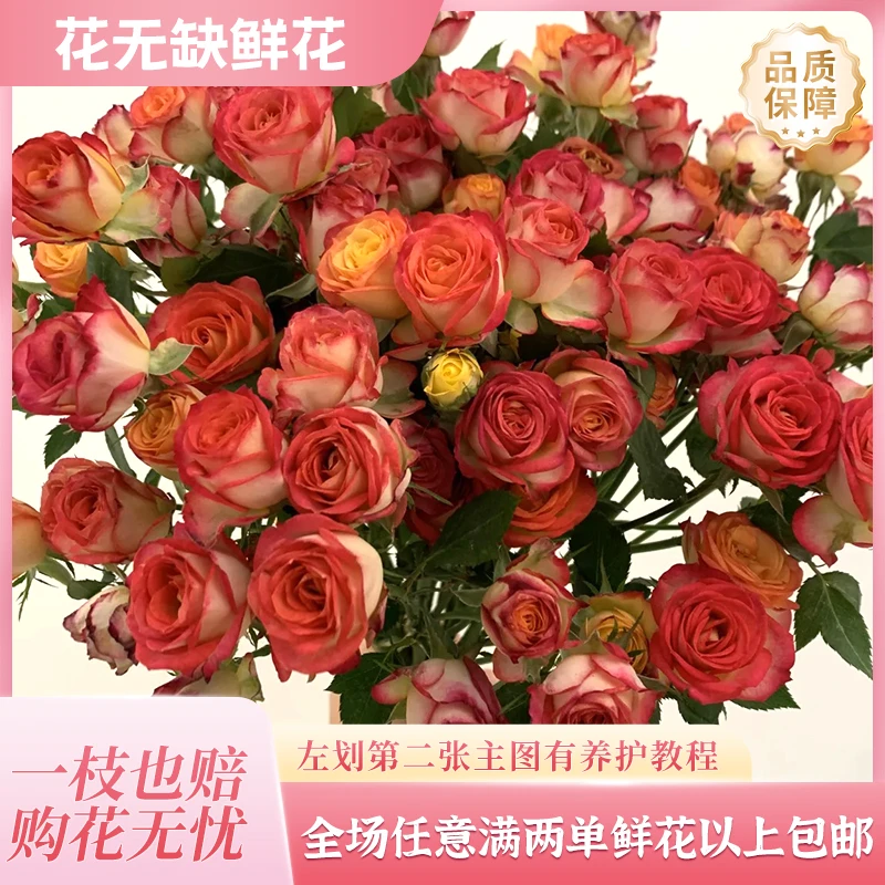 【爱丽丝玫瑰5枝】多头玫瑰 全场任意满两单鲜花京东包邮送(保鲜剂)鲜花直播批发次日达包邮