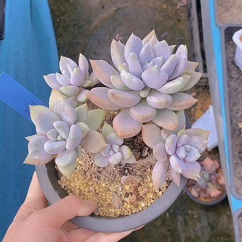 291多肉植物老桩