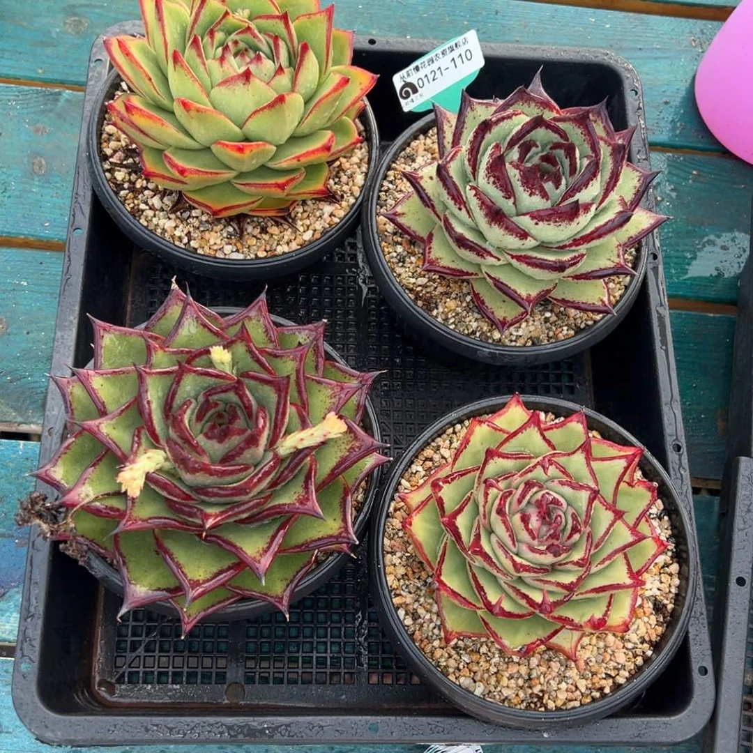 从前慢多肉精选编号0121.110