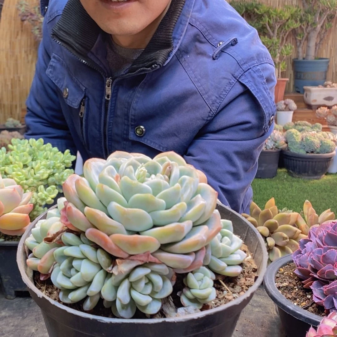 L**a10号冰玉手捧