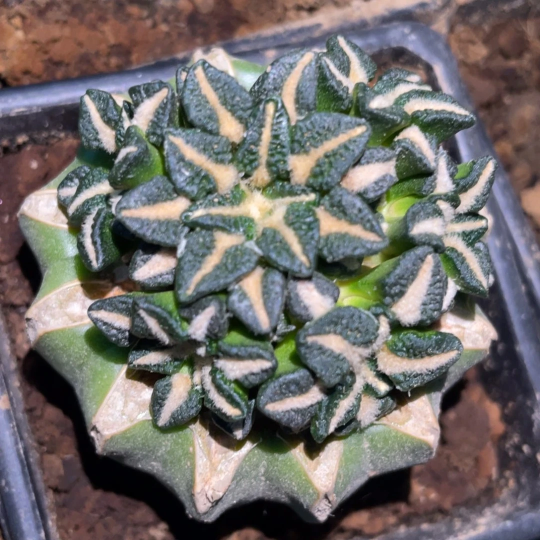 全部花朵手捧黑牡丹群体