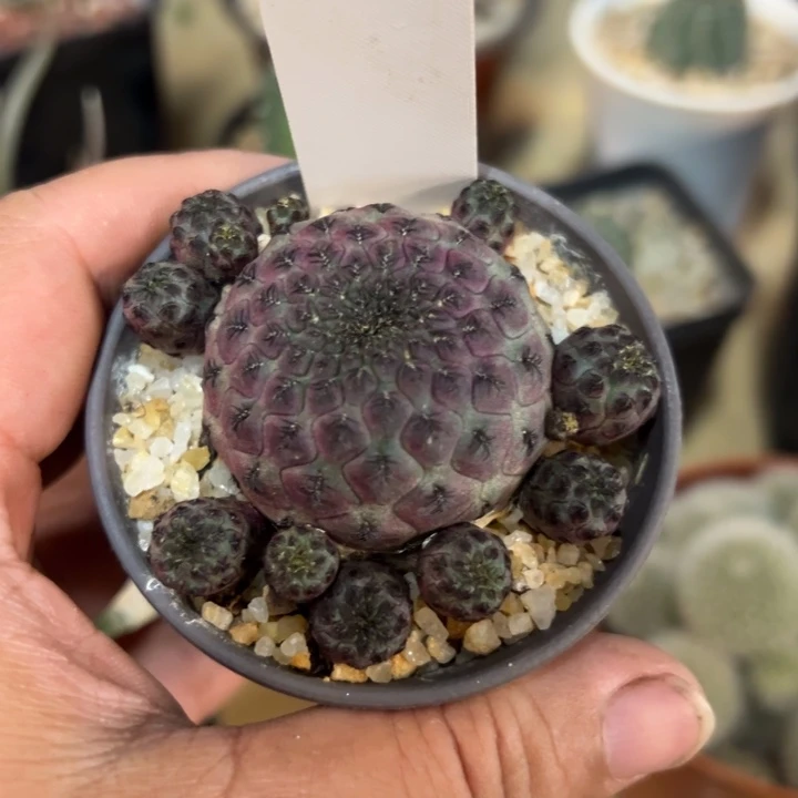 6号红丽萝卜根1111