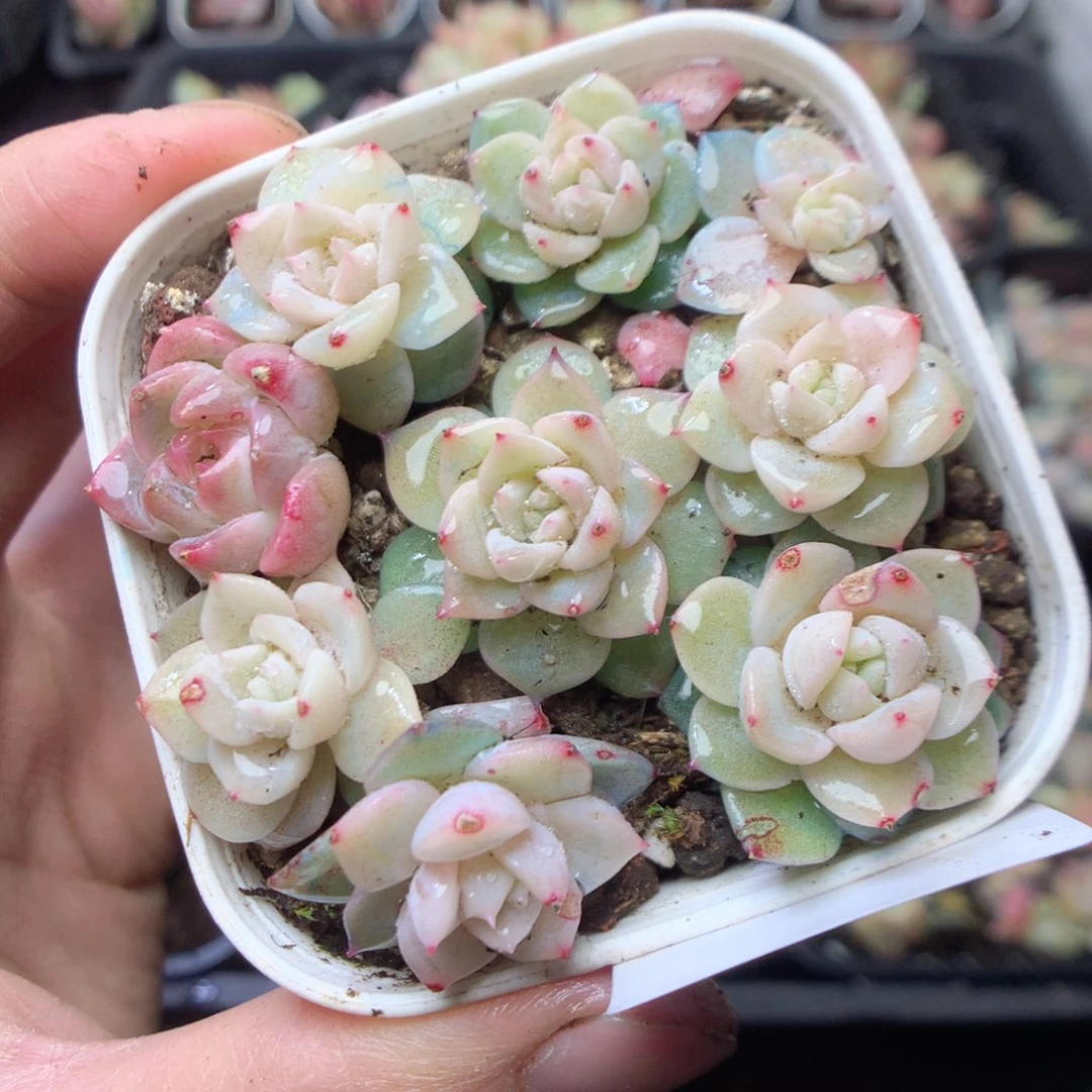 无花朵E101。黄甜心yyyy