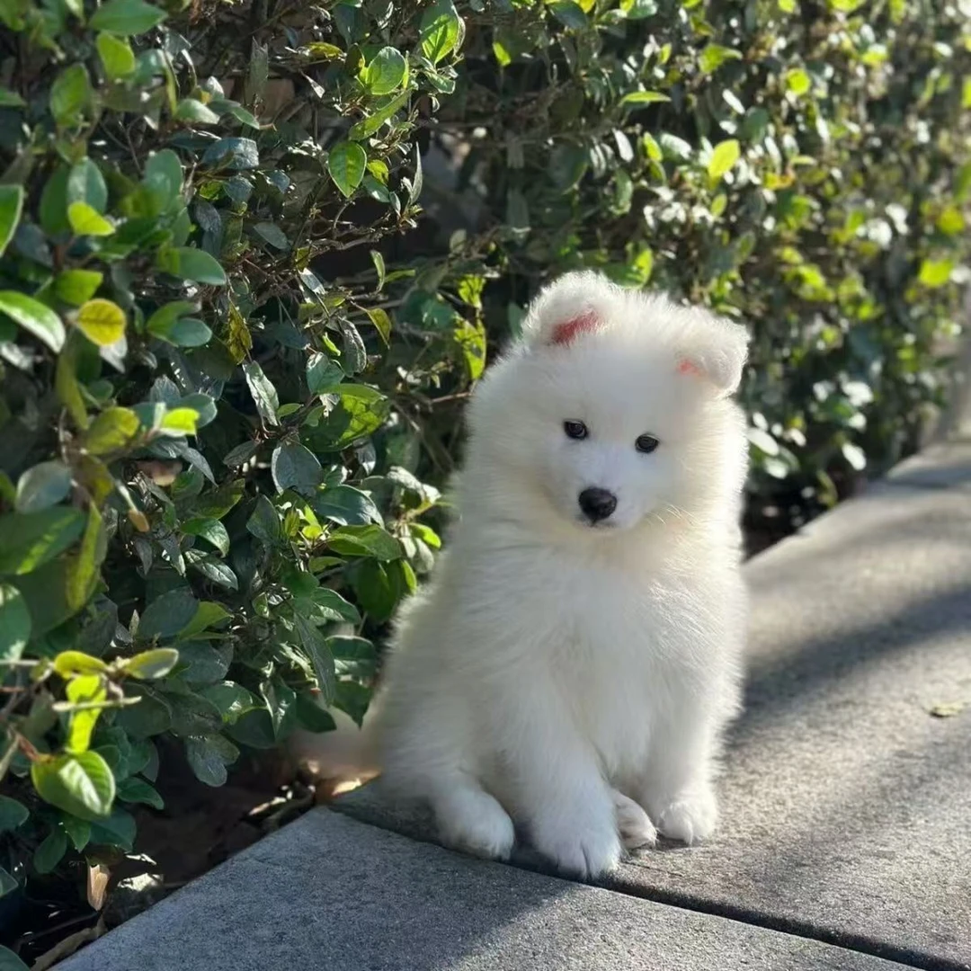 萨摩耶白色狗狗活体