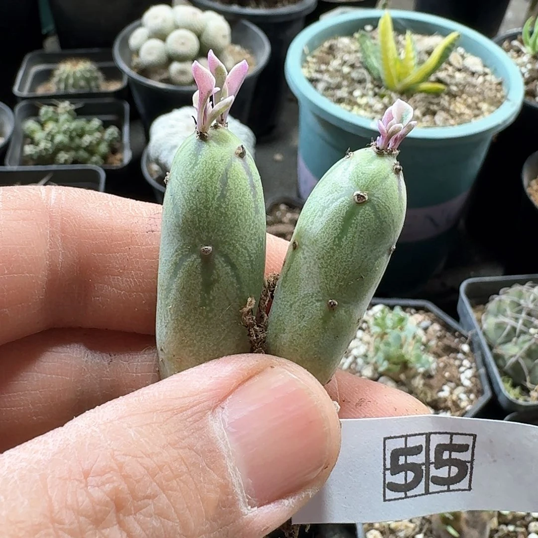 55七宝树锦2个一份脱土发货