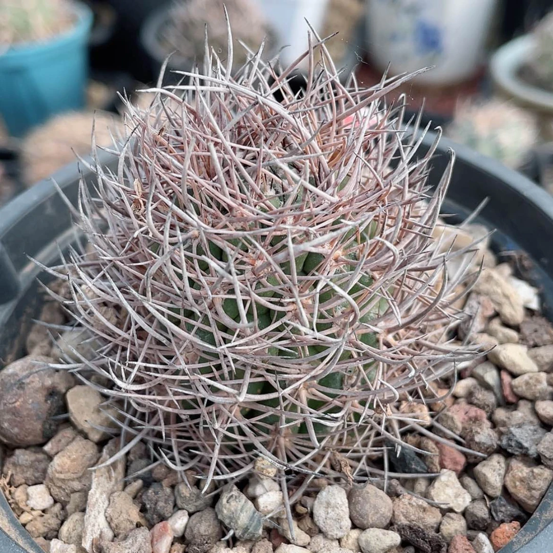 【闪购商品】逆豹丸才冒根6666