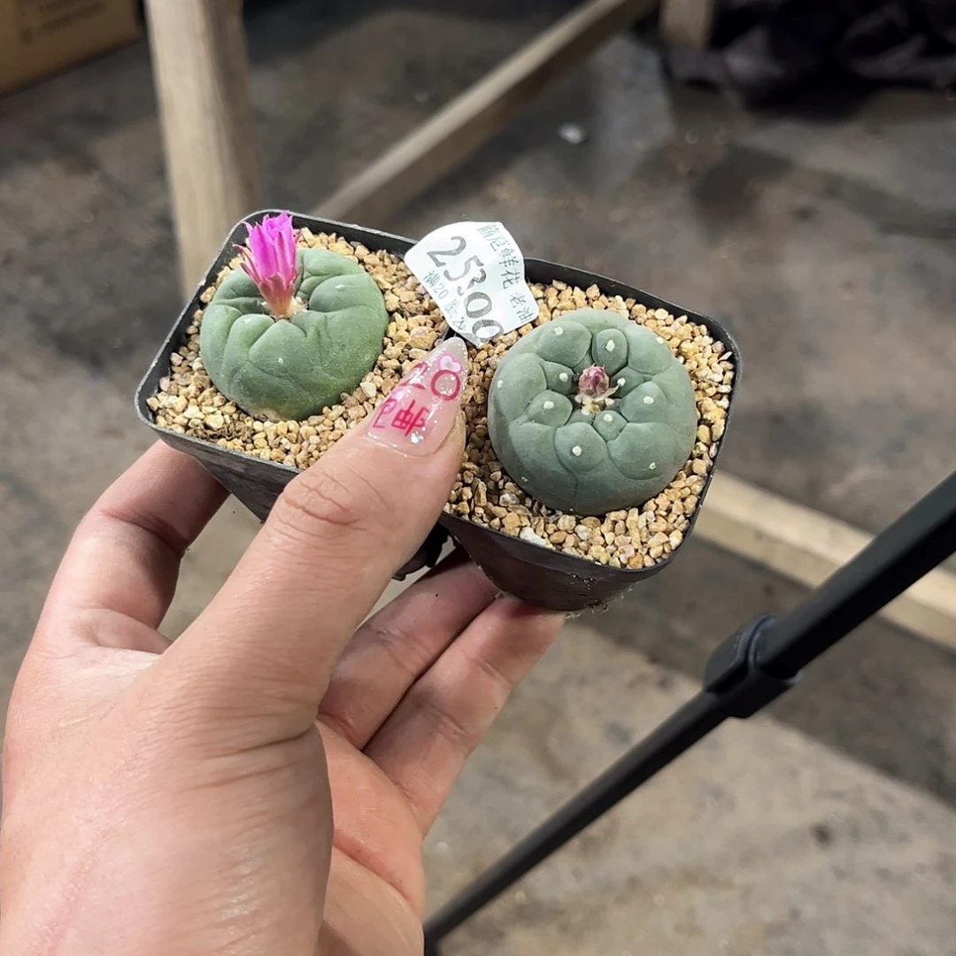 忘*水25300一物一拍单头发货