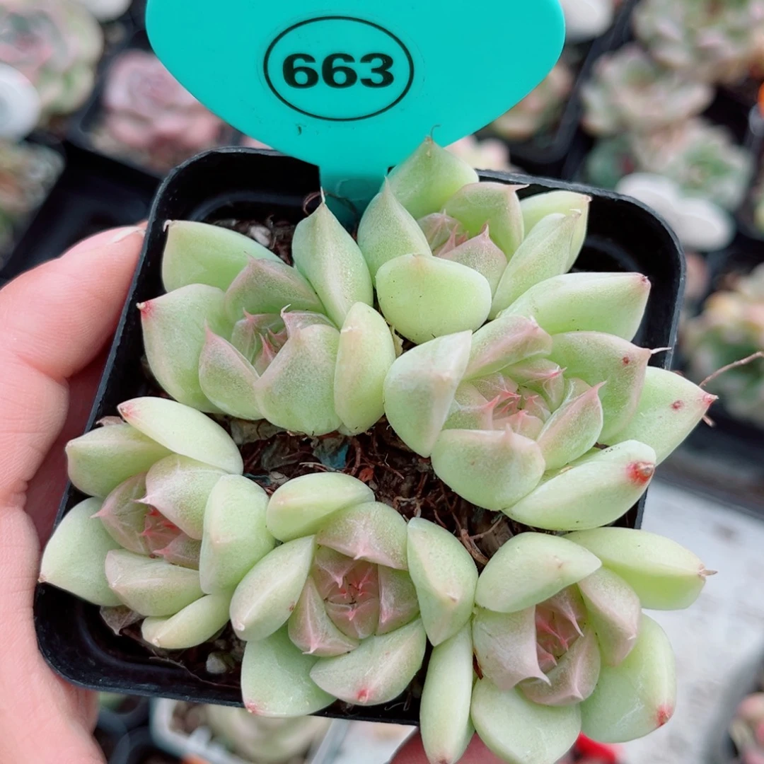 663号小老桩珍妮群