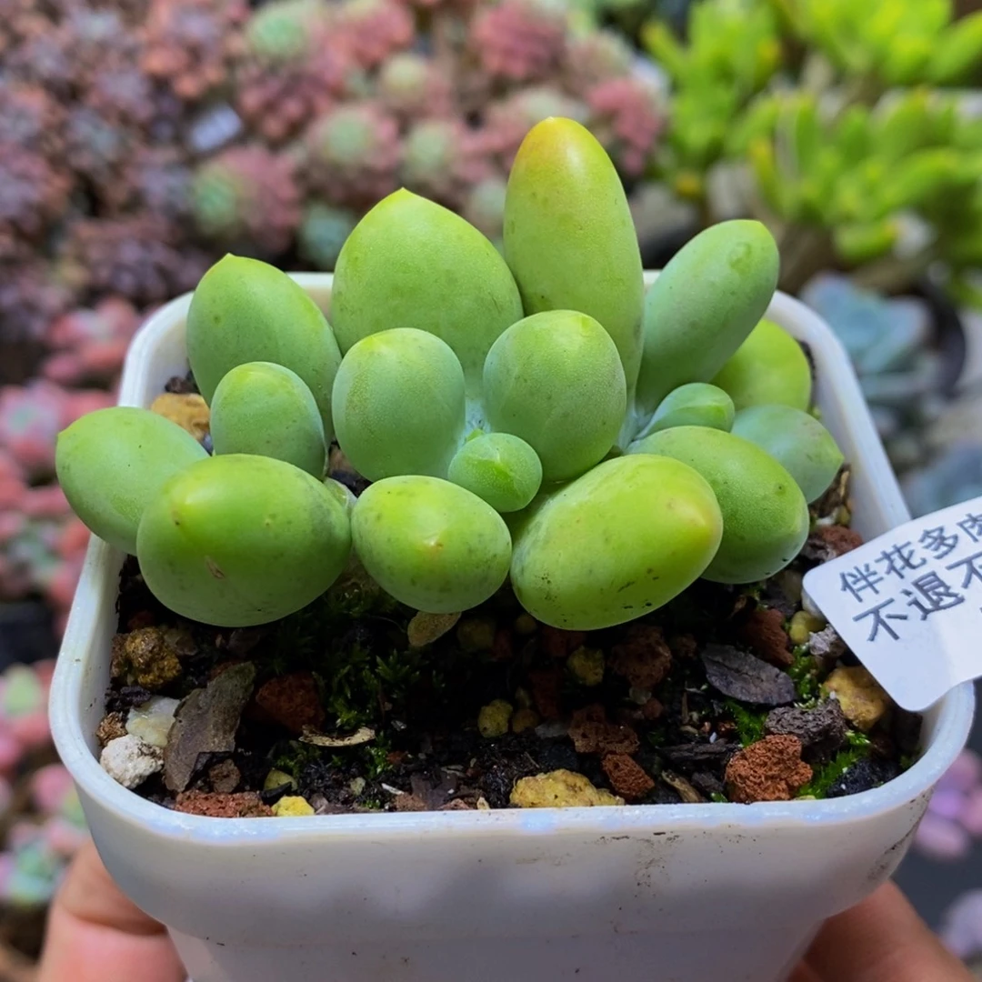 355芒果kk奶6cm多肉