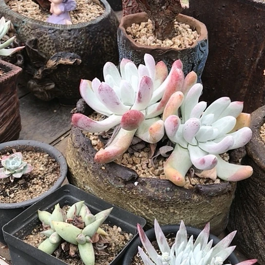 美****板仙女棒仙女棒仙女棒