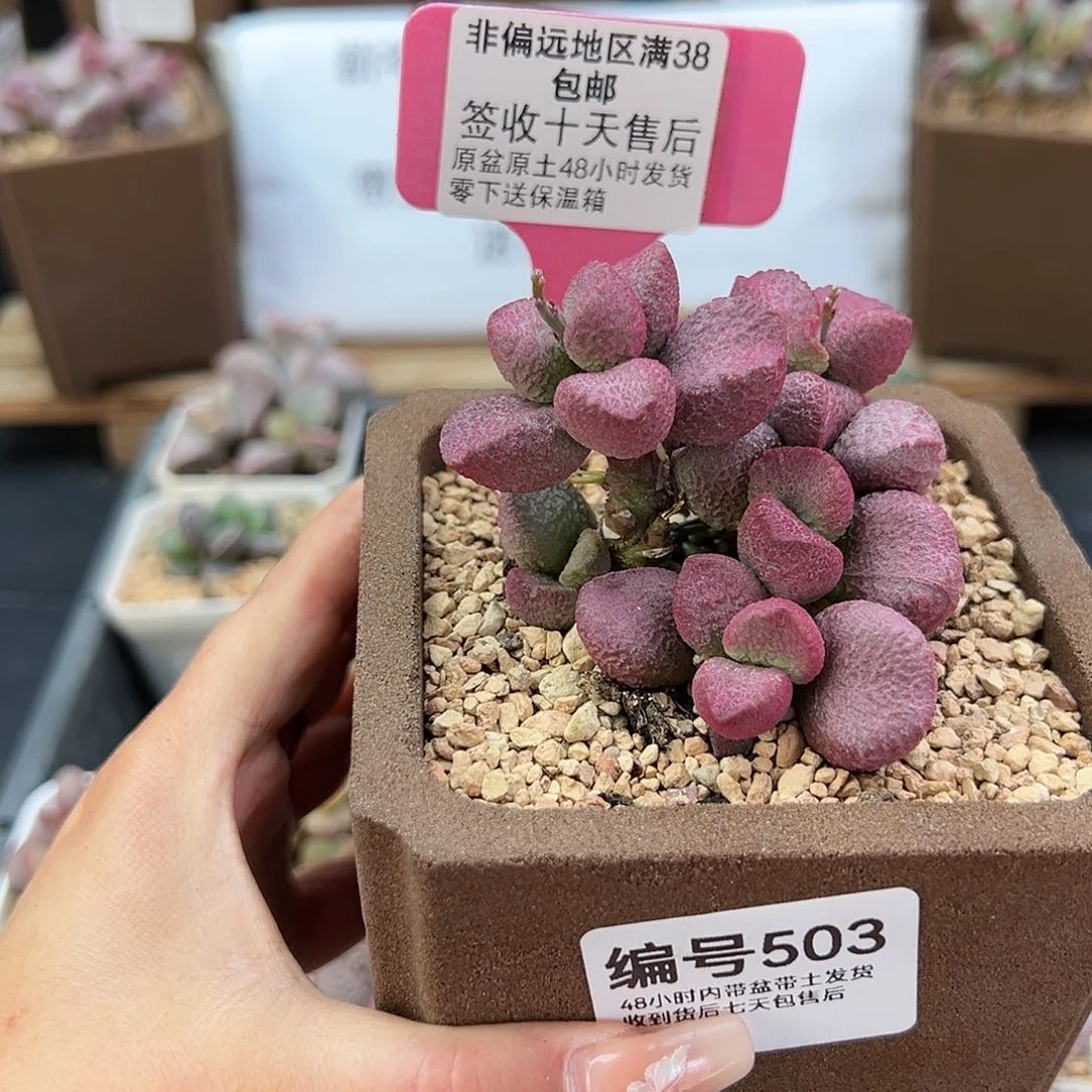 小****r503夏娃多肉植物