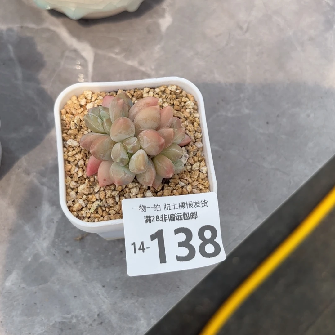 三色奶老桩多肉多肉