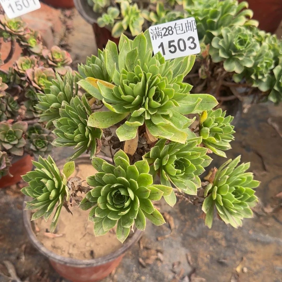 木法沙多肉瑕疵1503满28包邮断枝不包