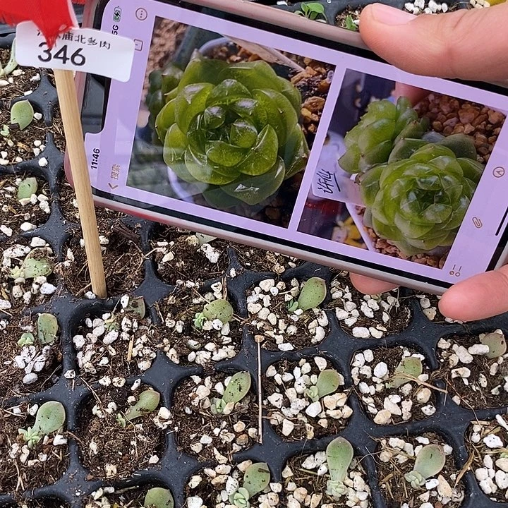 标346许仙芽苗一个