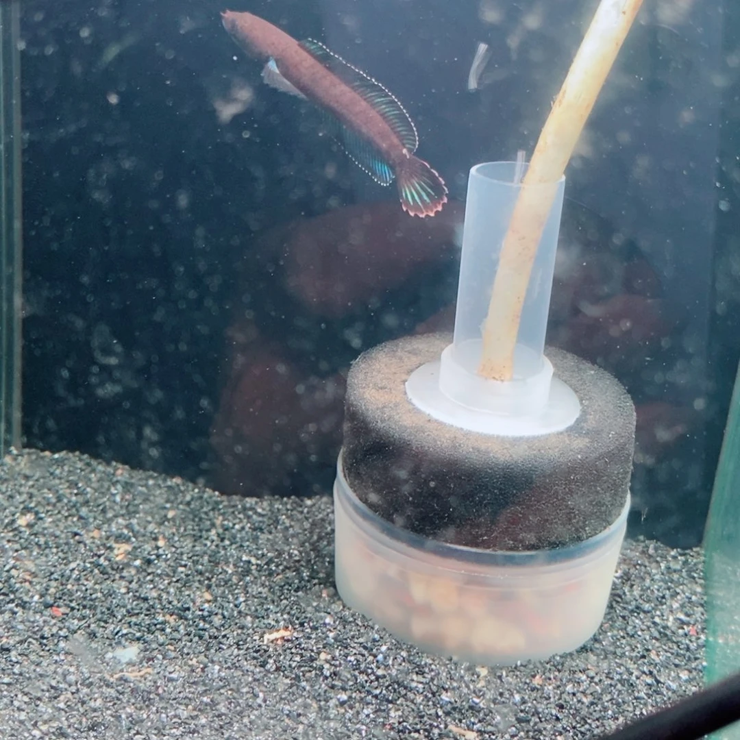 雷龙奶茶雷龙观赏鱼