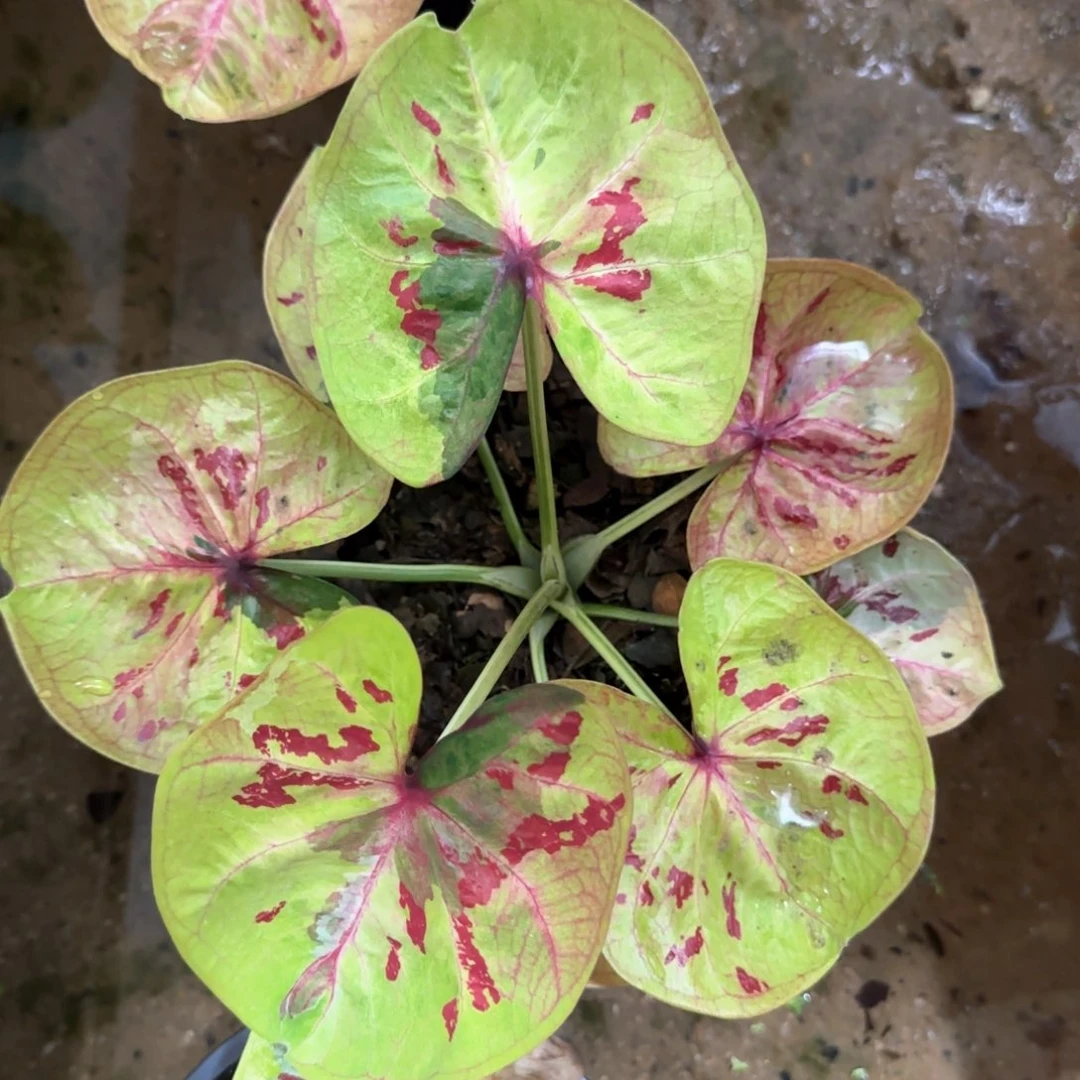 129-1111泰国发货真神