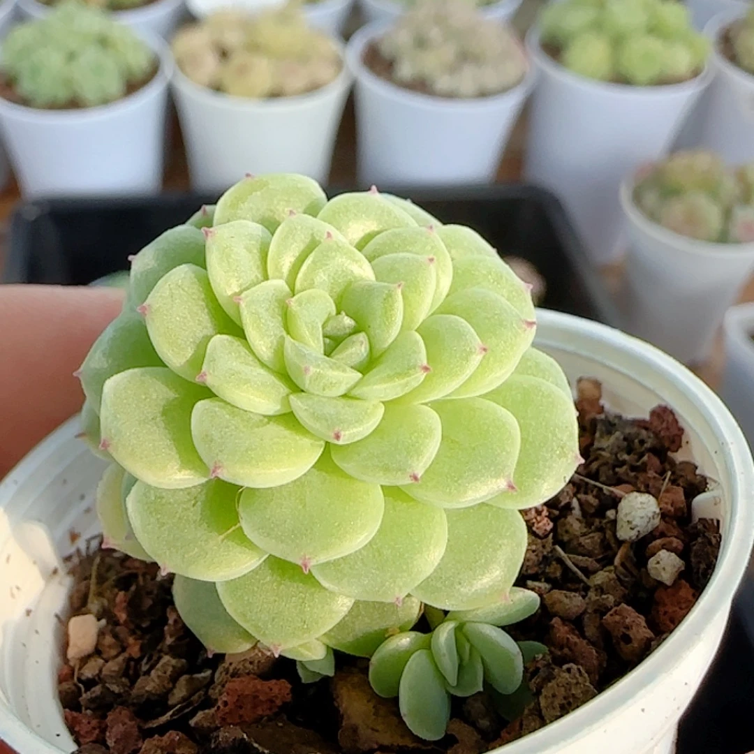 1114-222（优选麦秆）