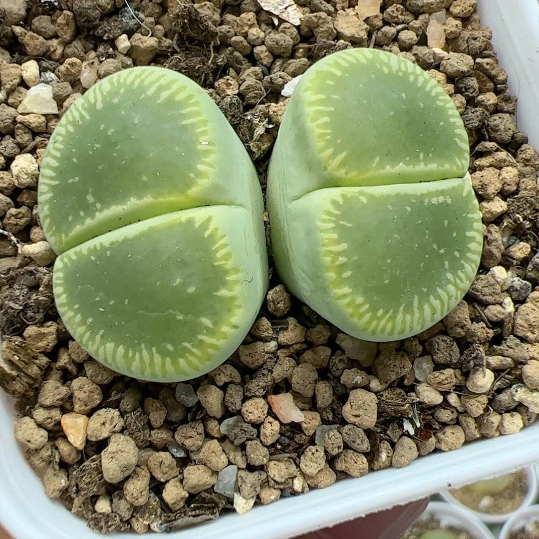 【闪购商品】352 绿光阳