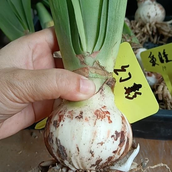 无花朵幻影6+裸球发货