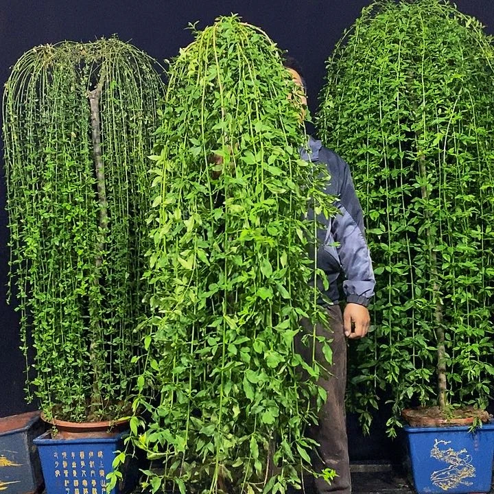 高度1.8左右，探春花，一物一拍，