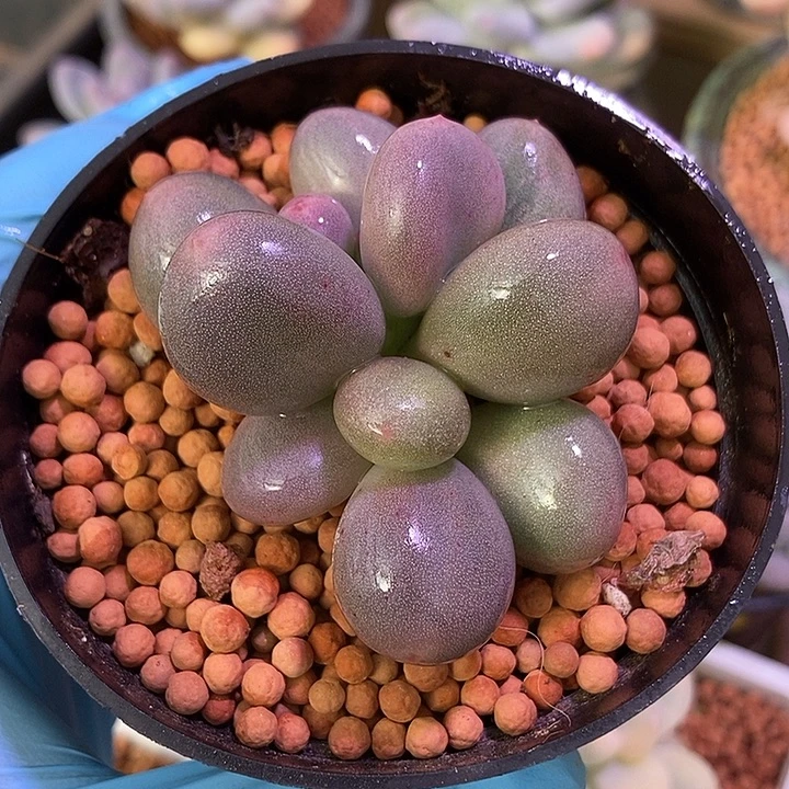 米可奶酪锦多肉植物