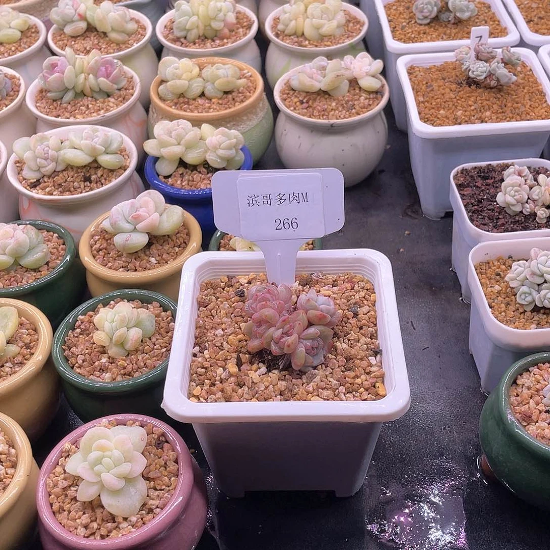 婷**?滨哥多肉M266星影群