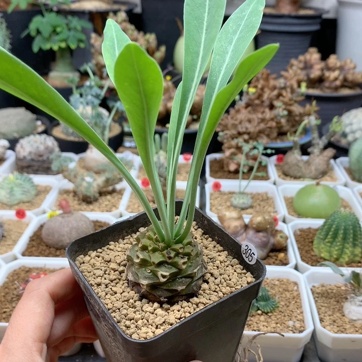 铁甲丸实生带盆3.5cm