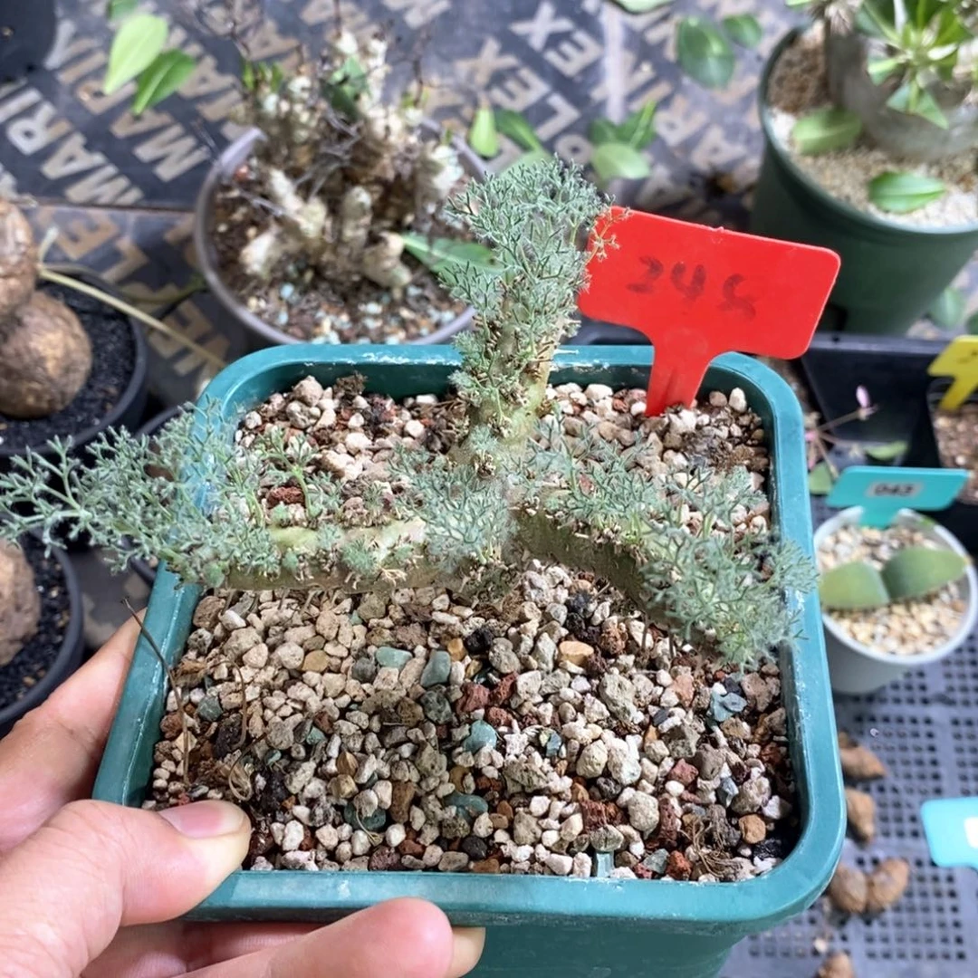 白皮月界多肉植物