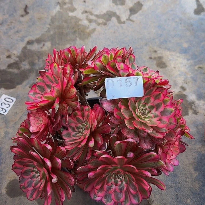 000000000000157白月光