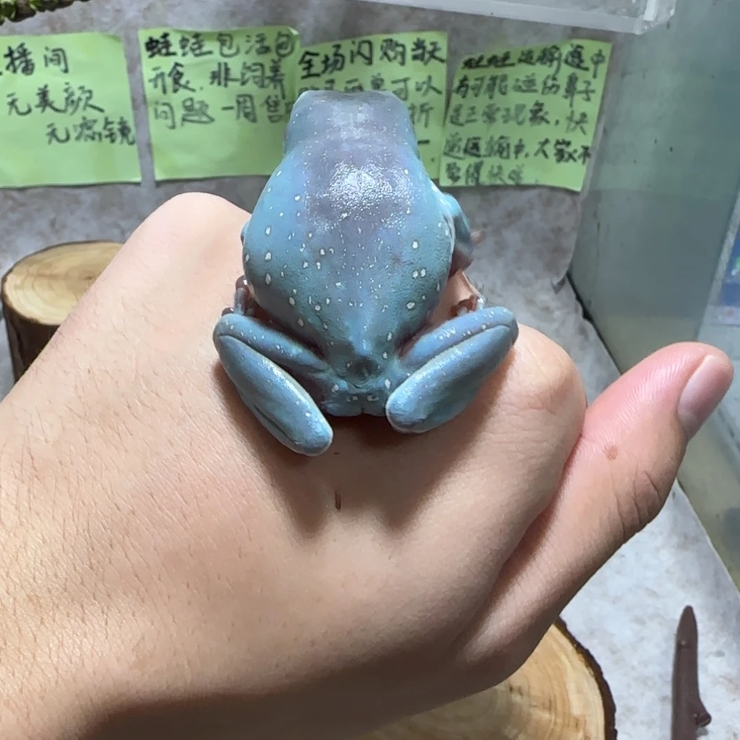 老爷树蛙3 偏素奥蓝大蛙