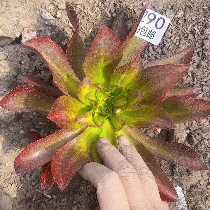 1290魅影中班彩多肉植物法师