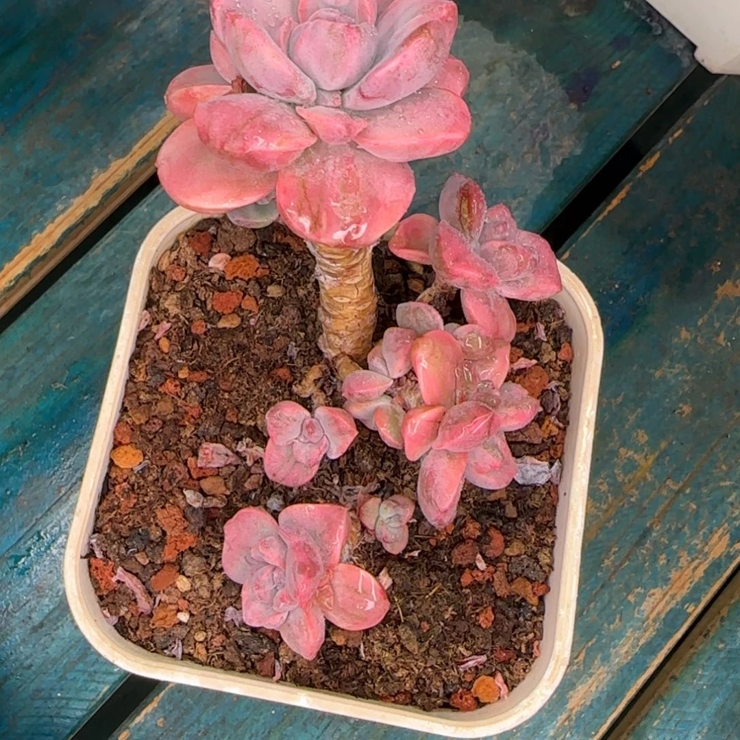 从前慢多肉编号彩虹糖锦