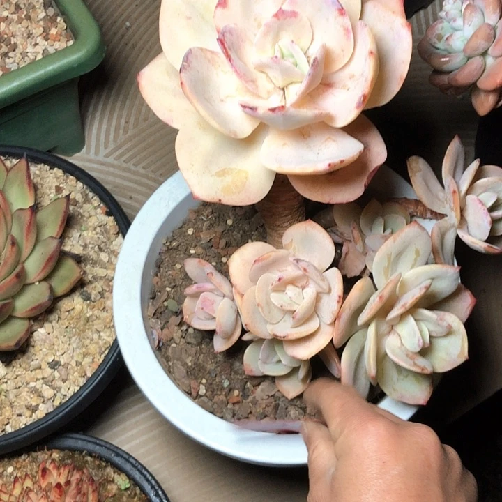 关**越88//////////////