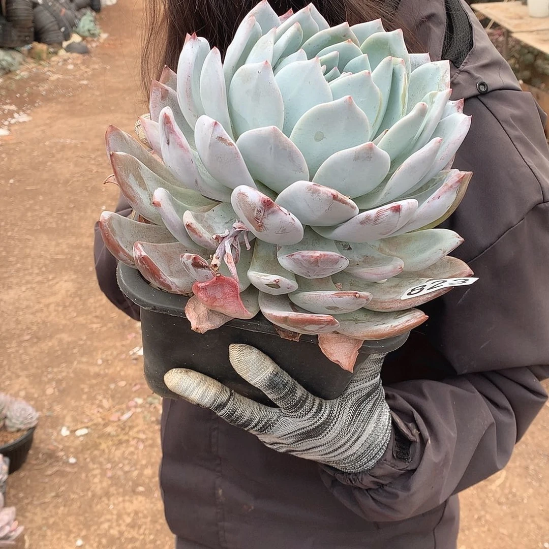 823嫦娥 一物一拍多肉