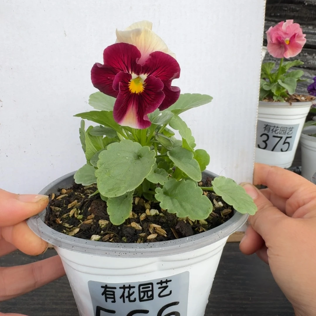 无花朵566号角堇